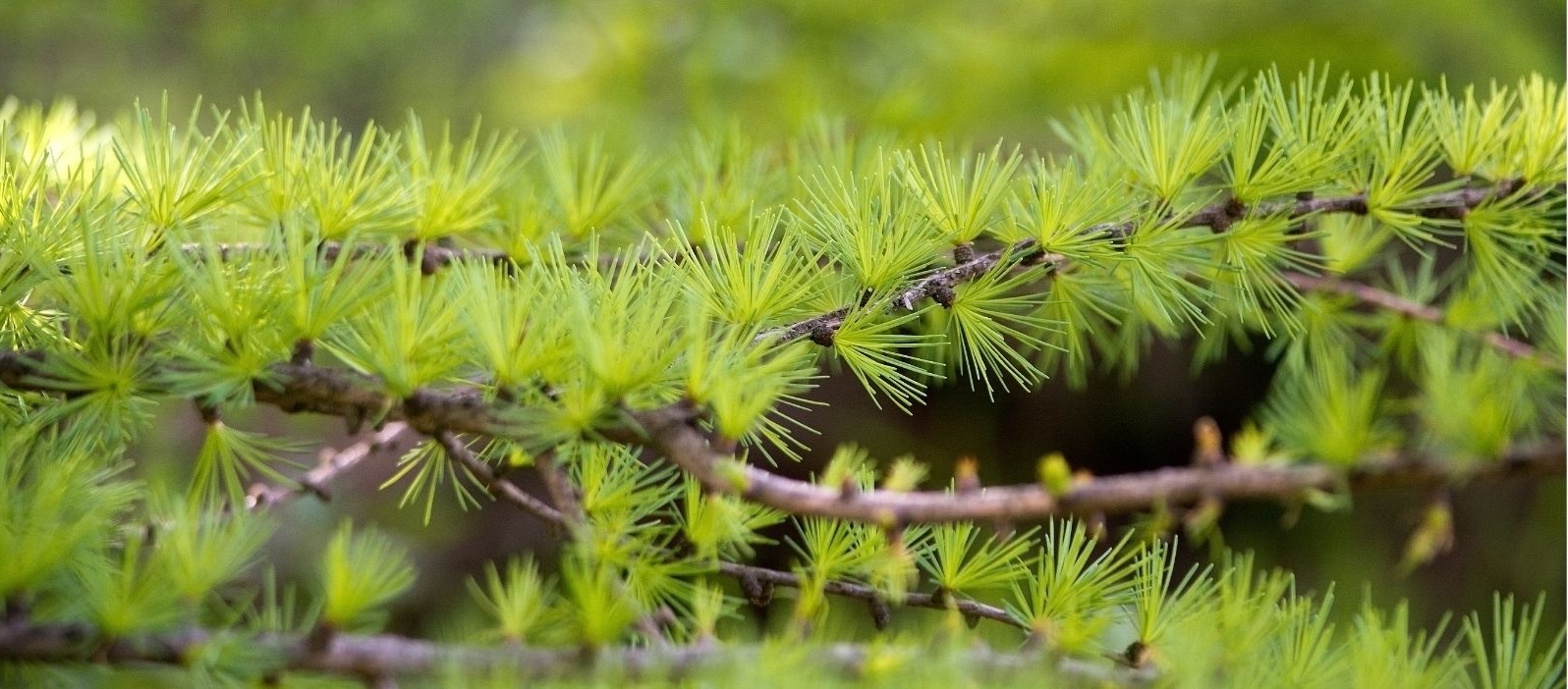 Custom Compounded Medications